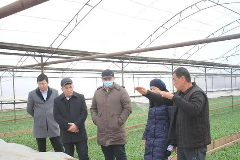 В теплице Мактаарала выращивают до 3 млн штук рассады в год