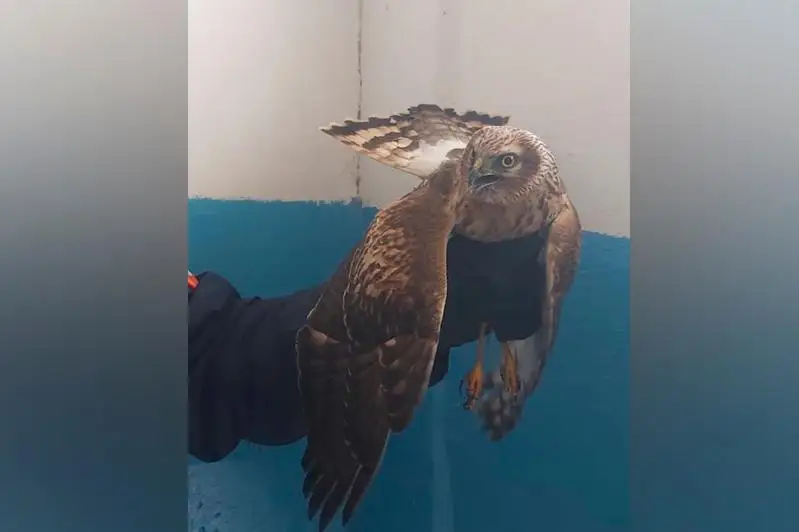 Залетевшего в подъезд ястреба спасли в Атырау