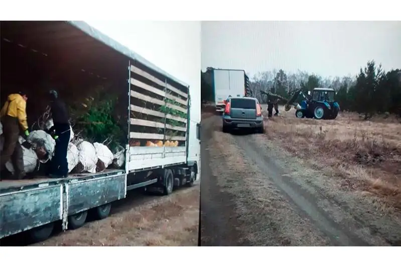 273 сосны выкопали браконьеры в Акмолинской области