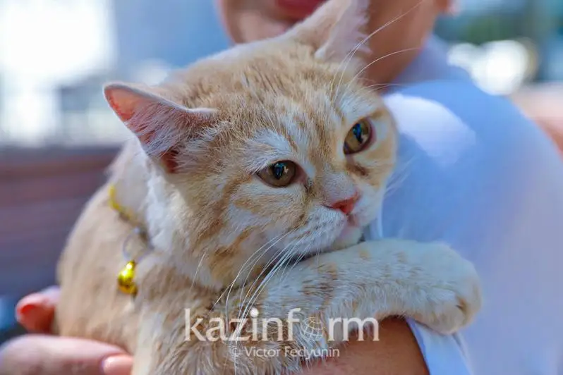 Бесплатную кастрацию и стерилизацию собак и кошек проводят в Нур-Султане