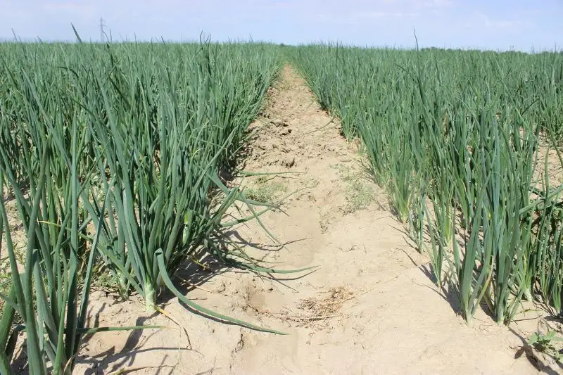 22 тысячи га лука предстоит убрать жамбылским аграриям