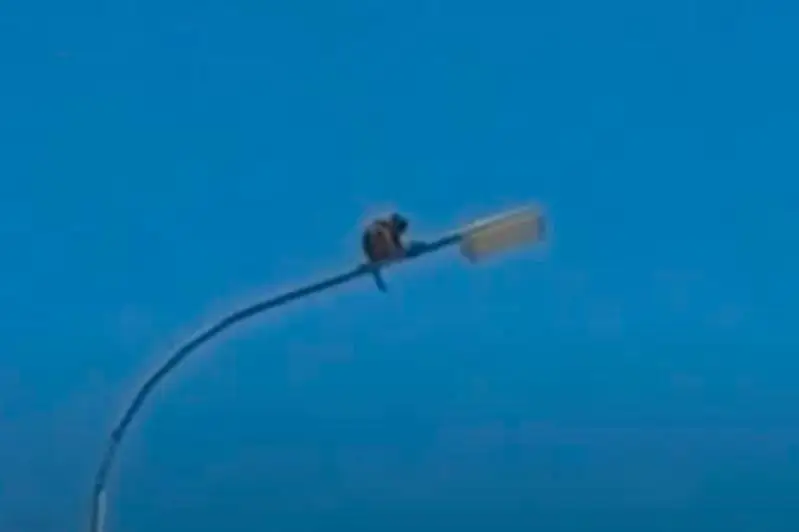 Хозяина сбежавшей обезьяны могут привлечь к ответственности в Туркестанской области