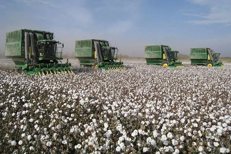 Сокращать площади посева риса и хлопка продолжит Минсельхоз