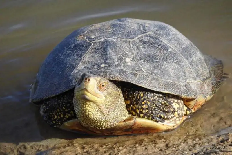 Необычные черепахи появились в реке Урал в Атырау