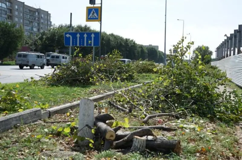 Незаконную вырубку деревьев расследуют в Семее