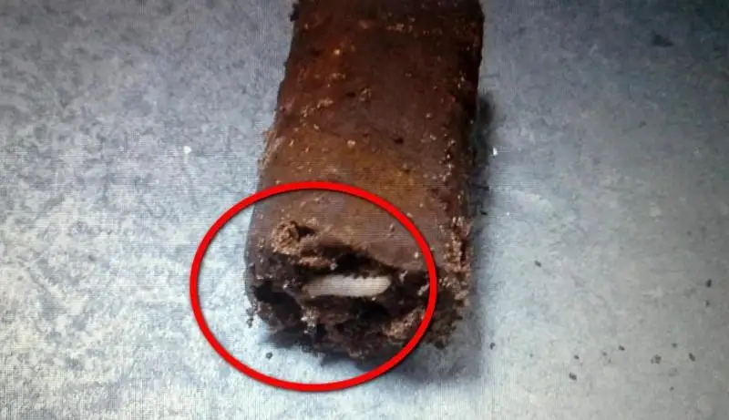 Червей в конфетах обнаружила жительница Актау