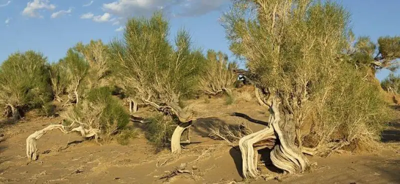 Более миллиона саженцев саксаула высадят за пять лет в Мангыстауской области