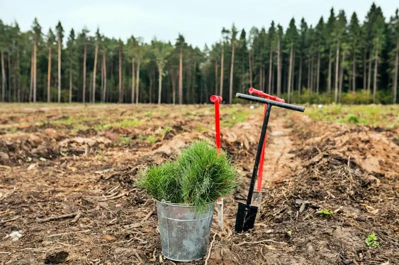 850 гектаров леса высадят в Северо-Казахстанской области