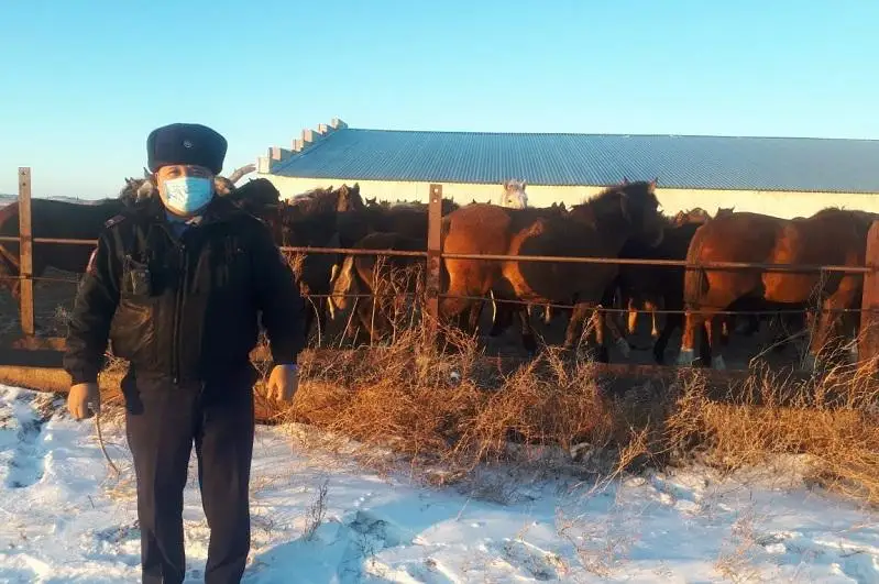 Бродившие без присмотра лошади чуть не привели к ДТП в Павлодарской области