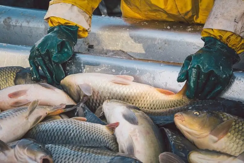 Более 500 водоемов подходят для ведения рыбного хозяйства в СКО