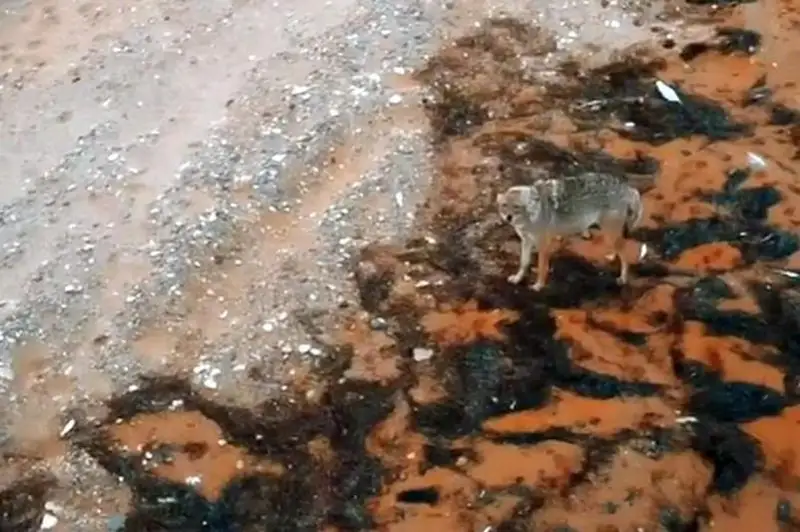 Самку красного волка засняли на берегу Каспия в Мангыстау