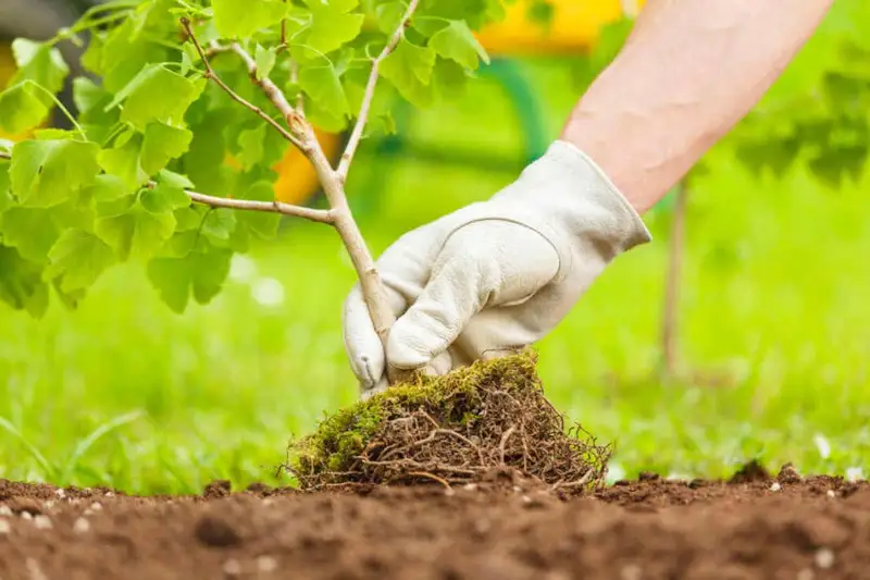 Около восьми тысяч деревьев посадили в Актюбинской области