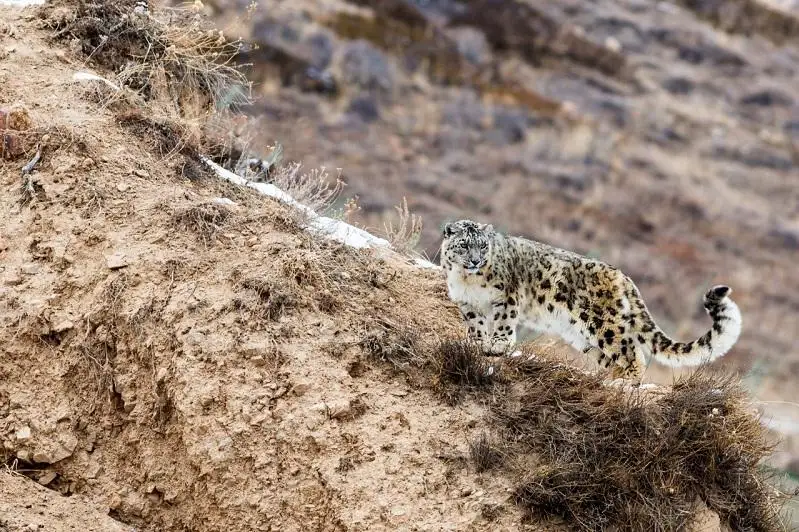 Впервые в Казахстане использован метод спутниковой телеметрии для мониторинга снежного барса