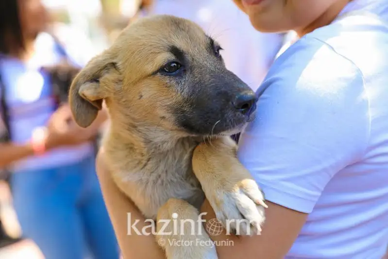 Как будут регулировать численность бродячих собак в Казахстане
