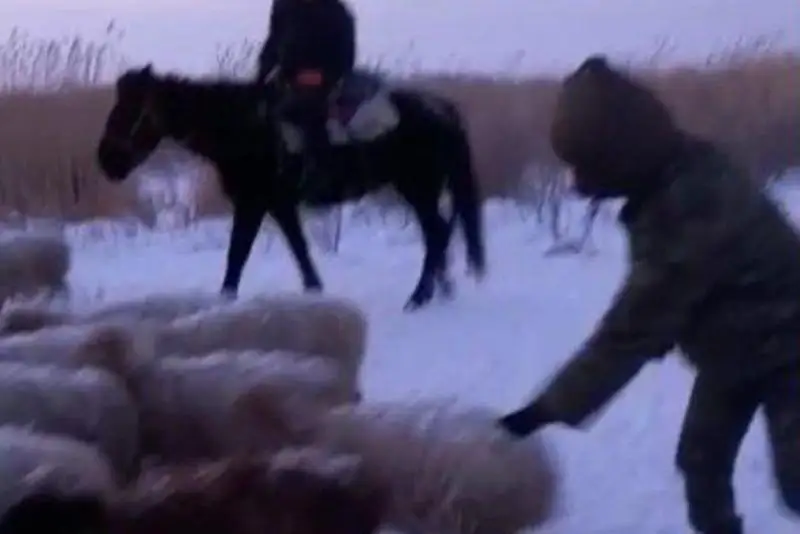 Трех заблудившихся пастухов нашли в Восточном Казахстане