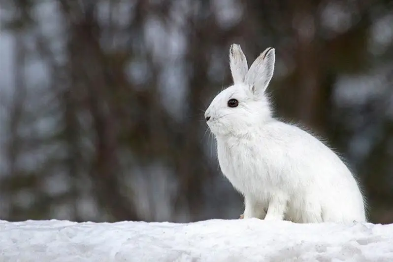 Перепись животных начнётся в Павлодарской области