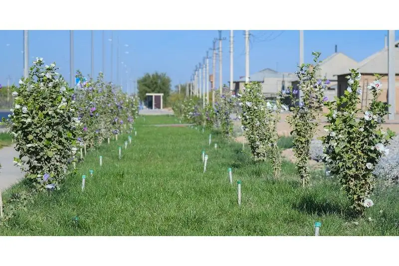 Работы по озеленению активно ведутся в Туркестане