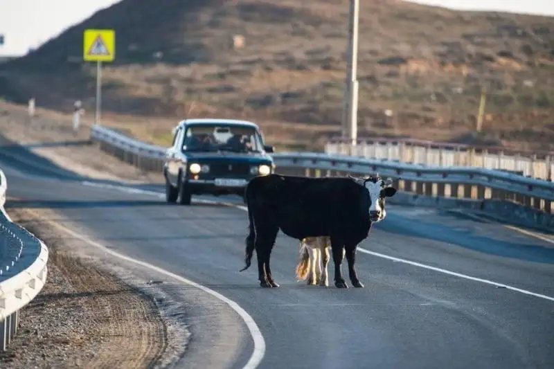 Снизилось число ДТП из-за скота в Павлодарской области