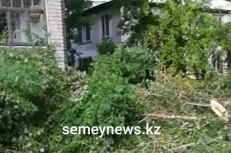 Сильный ветер повалил деревья в одном из дворов Семея