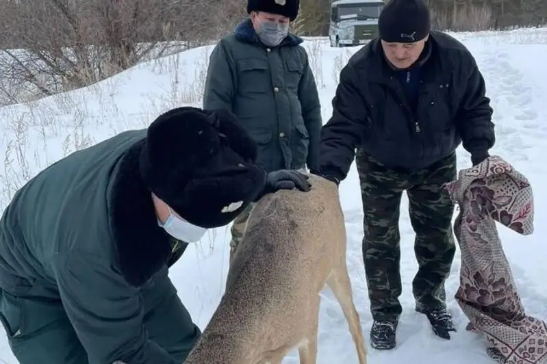 Дикая косуля забрела в Семей