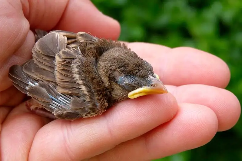 Не подбирать птенцов и детенышей диких животных призывают жителей СКО