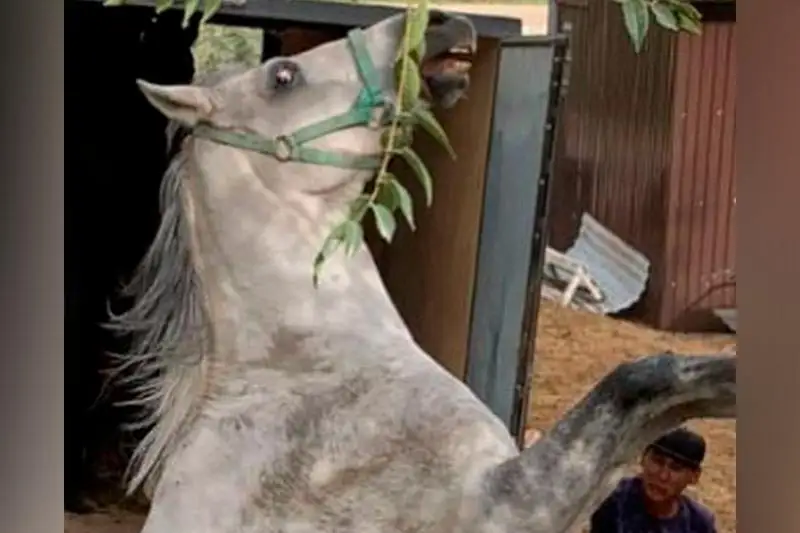 Скандал с избиением лошадей в Алматы: установлены все фигуранты