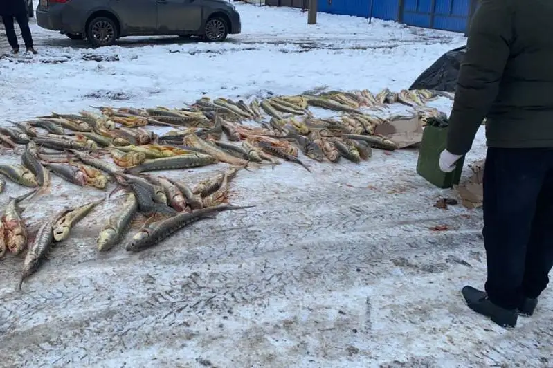 Свыше 1,5 тонн рыбы осетровых пород изъяли у браконьеров в ЗКО