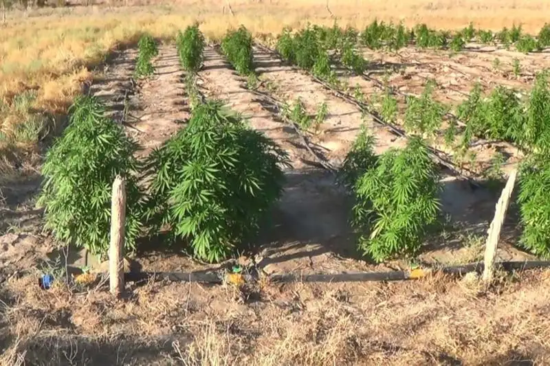 Крупный наркопосев обнаружили в Кызылординской области