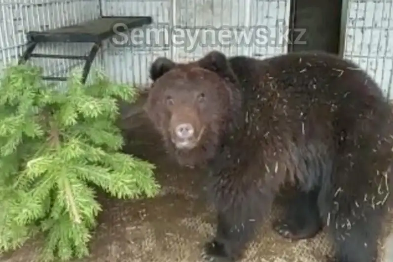 Из-за теплой зимы не спят медведи в биоцентре Семея
