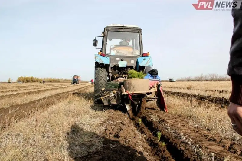 Bes jylda Pavlodar oblysynda qaraǵaı egý alańy 17 esege ulǵaıady