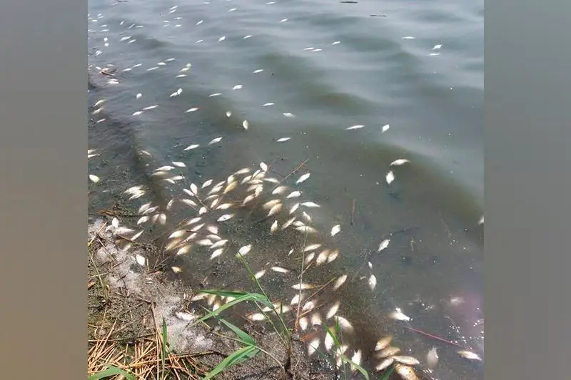 Гибель карасей в озере Карабек расследует Минэкологии