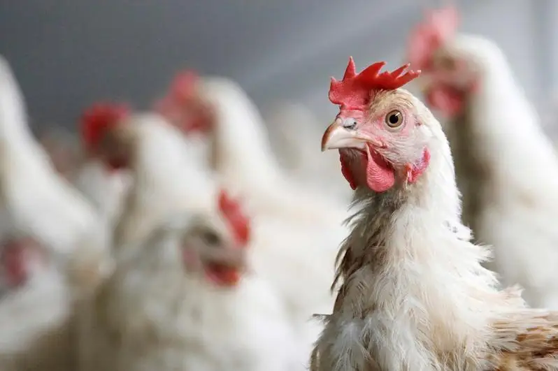 Это не птичий грипп: падеж кур в актюбинском селе прокомментировали ветврачи