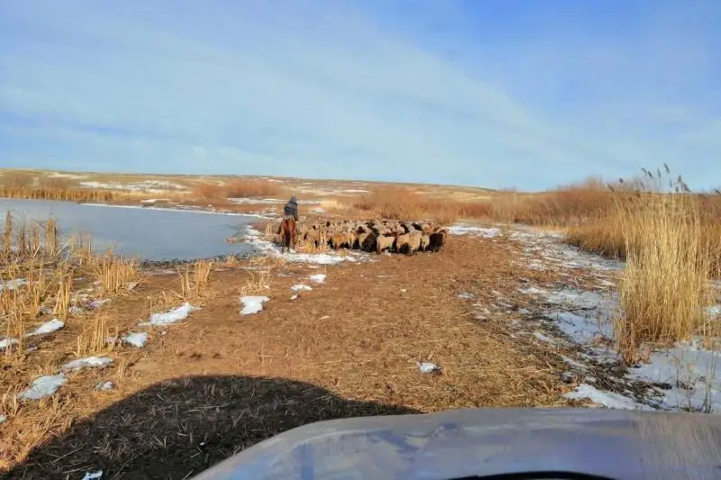 Стадо овец разыскали акмолинские полицейские