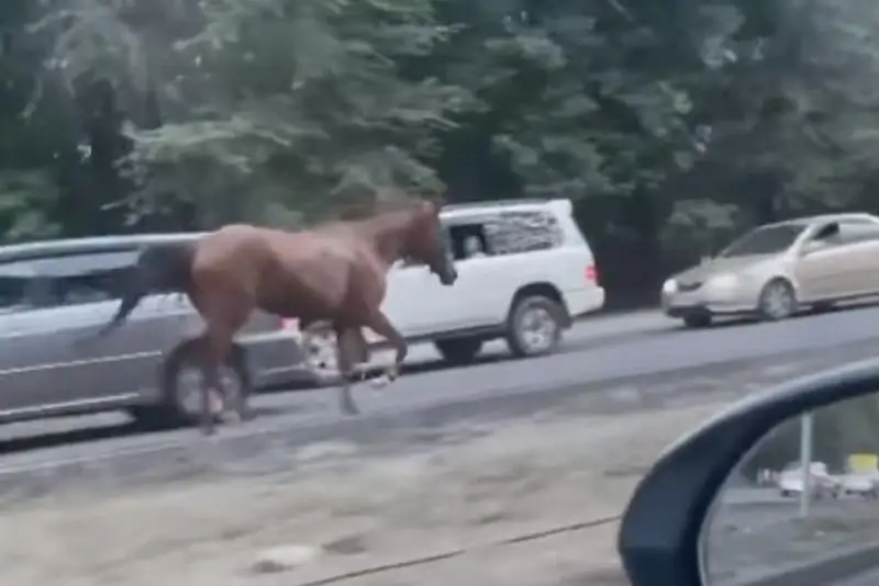 Скачущих лошадей заметили на трассе в Алматинской области