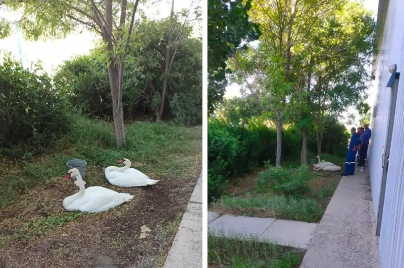 Лебеди не смогли лететь и остались на месторождении в Мангистау