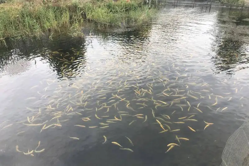 8 тысяч товарной рыбы в год намерены вырастить в Жамбылской области к 2030 году