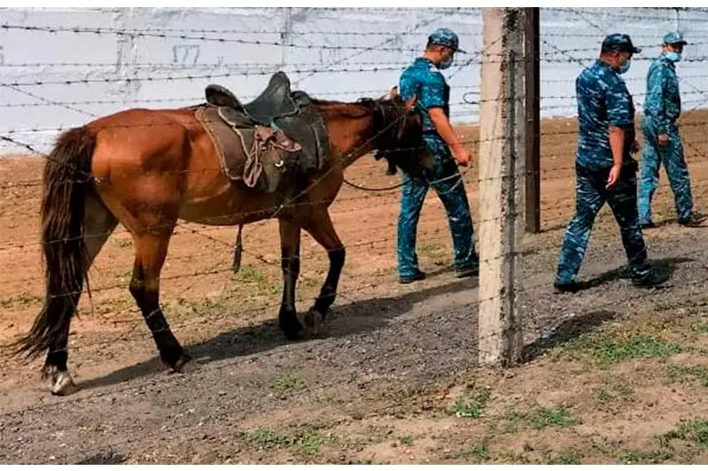 В Карагандинской области лошади помогают искать подкопы в колониях