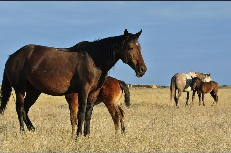 Пенсионер-конокрад орудовал в ВКО