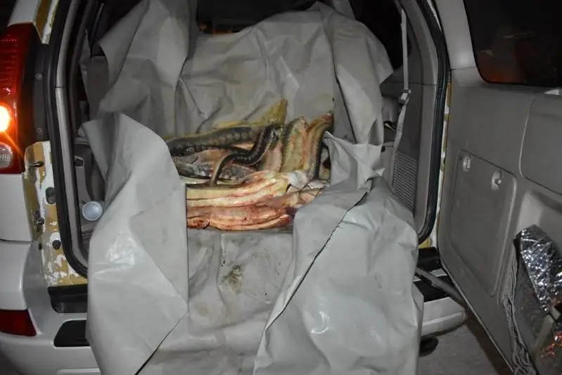 Пограничники обнаружили схрон рыбы осетровых пород в Мангистауской области