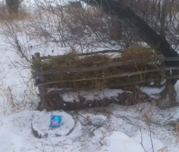 Количество косуль растёт в Павлодарской области