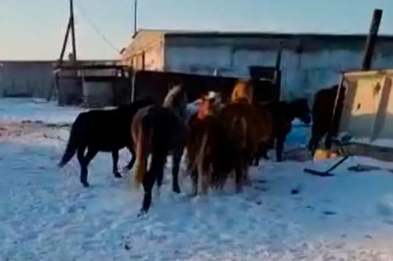 30 лошадей поместили на штрафстоянку павлодарские полицейские