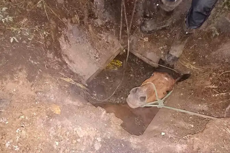 Спасатели Семея спасли упавшую в яму лошадь