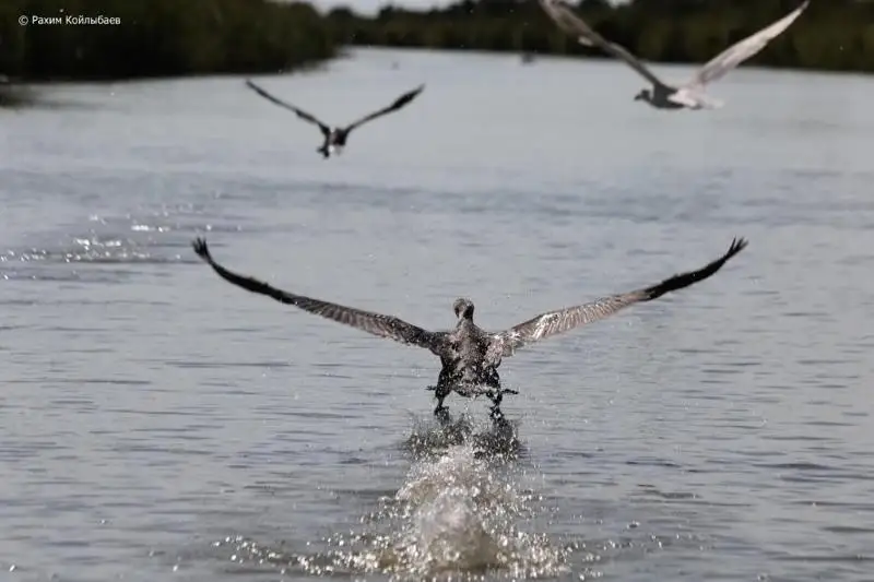 Массовая миграция перелетных птиц началась в Атырауской области