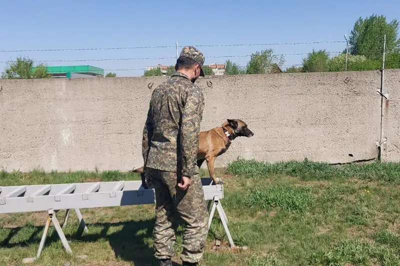Как поисковые собаки становятся профессионалами