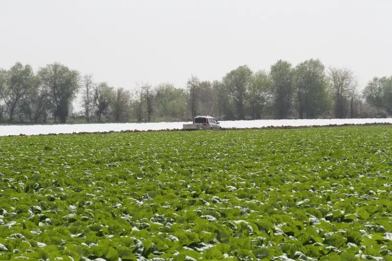 В Мактаарале объем сельхозпродукции достиг 4,5 млрд тенге