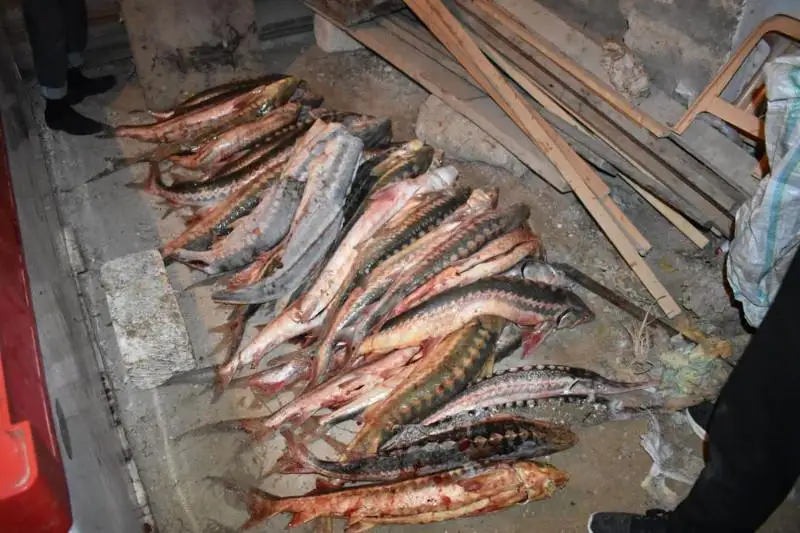 Схрон рыбы осетровых пород обнаружили в Мангистауской области