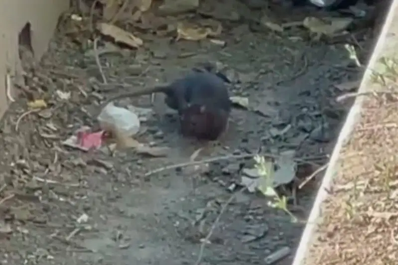 Нашествие крыс в Алматы: в акимате ответили на жалобы жителей