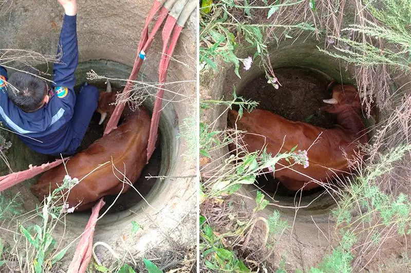 Упавшего в колодец быка спасли в Акмолинской области