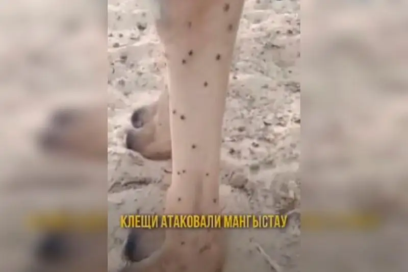 Причину нашествия клещей назвали в управлении ветеринарии Мангыстауской области
