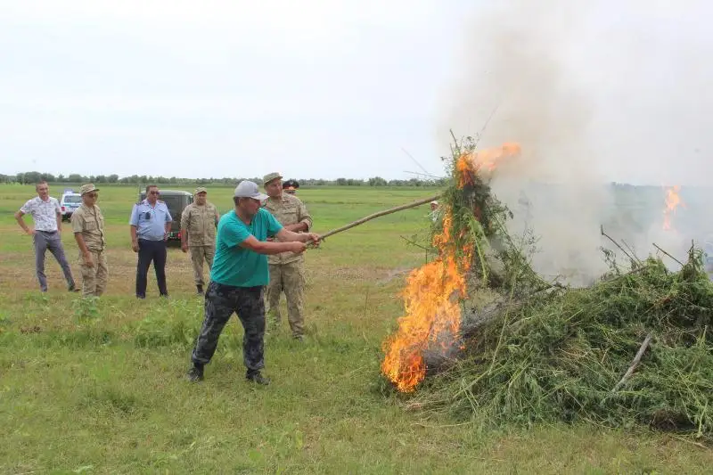 50 тысяч кустов конопли уничтожили в Атырауской области